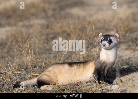 Stock photo of a black-footed ferret. Stock Photo
