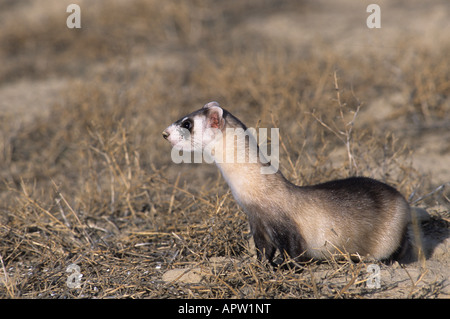 Stock photo of a wild black-footed ferret surveying the landscape, Coyote Basin, Utah. Stock Photo
