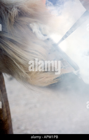 Farrier burning on new horse shoe in cloud of smoke Stock Photo