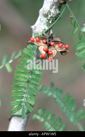 rosary pea, crab's eyes, coral bead vine (Abrus precatorius), open fruit with seeds which are used for making jewelry, USA, Flo Stock Photo