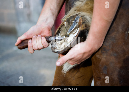 Farrier cleaning out hoof prior to re-shoeing Stock Photo