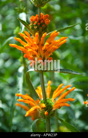 Flowers of the leonotis leonorus Stock Photo