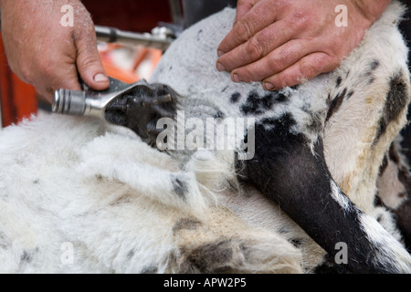 Close up of sheep shearing, hand on clippers Stock Photo