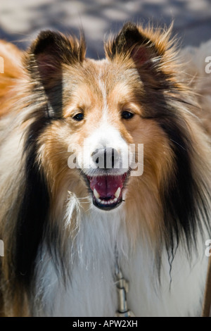 Friendly portrait of a groomed Rough Collie Stock Photo