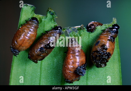 lily beetles (Lirioceris lilii), larvae, Belgium Stock Photo