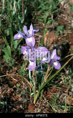 Iris double-bulbe (Gynandriris sisyrinchium, Iris sisyrinchium), blooming plant, Portugal Stock Photo