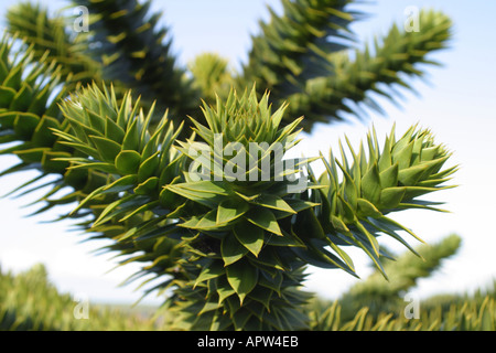 Monkey Puzzle tree spikey leaves in the UK Stock Photo