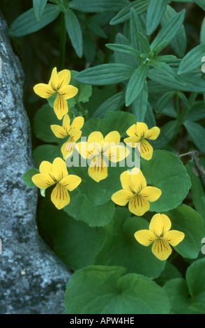 yellow wood violet (Viola biflora), blooming plant, Sweden Stock Photo