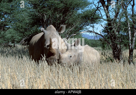 white rhinoceros, square-lipped rhinoceros, grass rhinoceros (Ceratotherium simum), mother with calf, Namibia Stock Photo