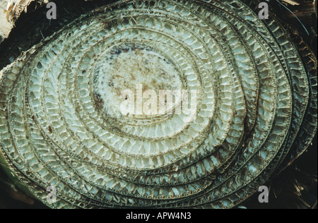 Chinese banana (Musa cavendishii), pseudo sprout, cross section Stock Photo