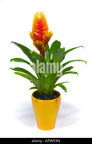 Bromeliad in Pot Stock Photo