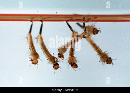house mosquito, gnat (Culex spec.), larva hanging at the water surface Stock Photo