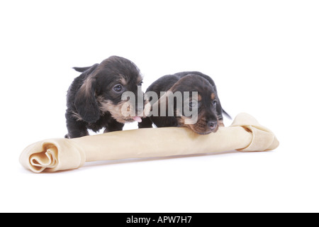 dachshund, sausage dog, domestic dog (Canis lupus f. familiaris), two puppies behind a big bone Stock Photo