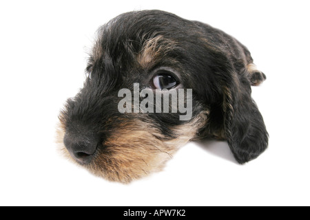 dachshund, sausage dog, domestic dog (Canis lupus f. familiaris), puppy Stock Photo