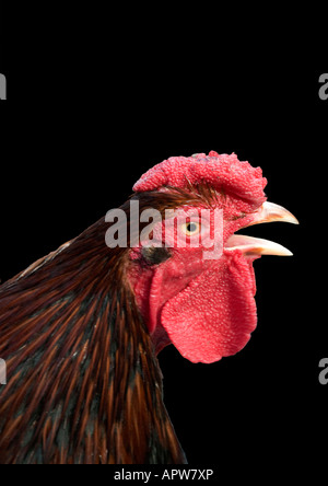 Cockerel in full shout, on black background, North Yorkshire, England Stock Photo