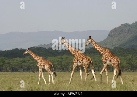 Rothschild's giraffe (Giraffa camelopardalis rothschildi), three individuals walking one after another, Kenya, Nakuru NP Stock Photo
