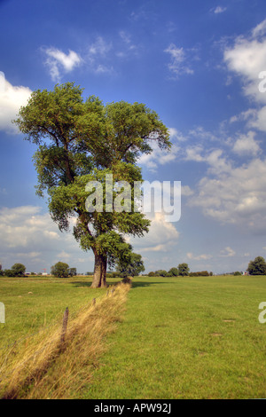 Majestic Black Poplar in the Biesbosch NP, Holland Stock Photo