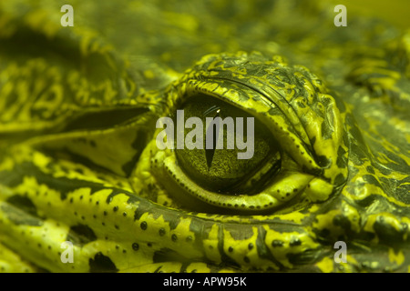 the eye of a green alligator Stock Photo