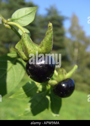 deadly nightshade (Atropa bella-donna, Atropa belladonna), ripe toxic fruits Stock Photo