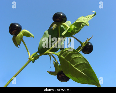 deadly nightshade (Atropa bella-donna, Atropa belladonna), ripe toxic fruits against blue sky Stock Photo