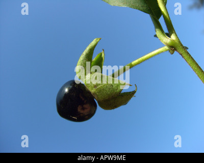 deadly nightshade (Atropa bella-donna, Atropa belladonna), ripe toxic fruit against blue sky Stock Photo