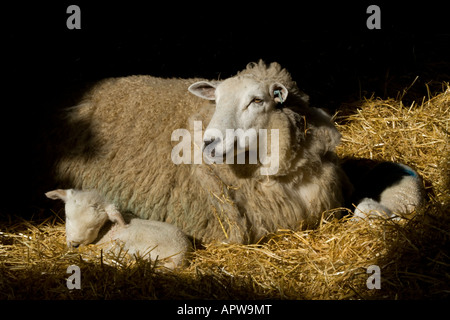 A shaft of sunlight catches a mother ewe in the straw of the barn with her twin new-born lambs asleep beside her Stock Photo