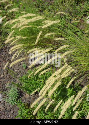 hairy melick (Melica ciliata), fruiting plants Stock Photo