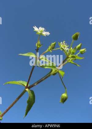 water chickweed, water starwort, giant-chickweed (Myosoton aquaticum, Stellaria aquatica), blooming against blue sky Stock Photo