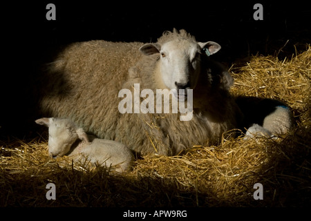 A shaft of sunlight catches a mother ewe in the straw of the barn with her twin new-born lambs asleep beside her Stock Photo