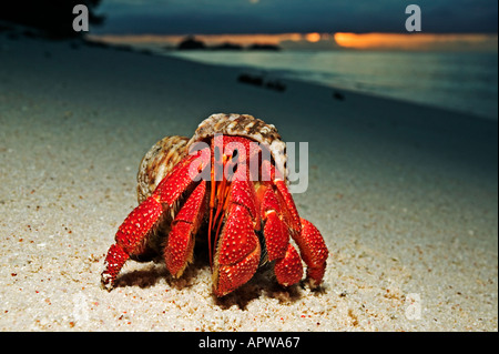 Hermit Crab Anomura spp Protect themselves by using empty shells of molluscs Dist Indian to Pacific Oceans Stock Photo