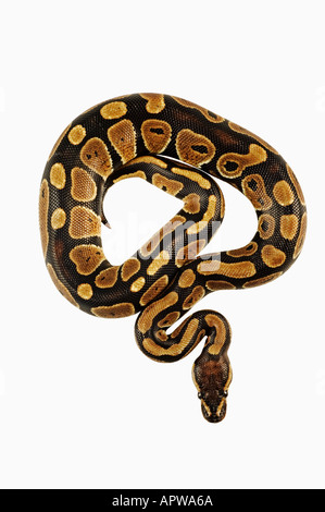 Ball python Python regius Dist West Africa Stock Photo