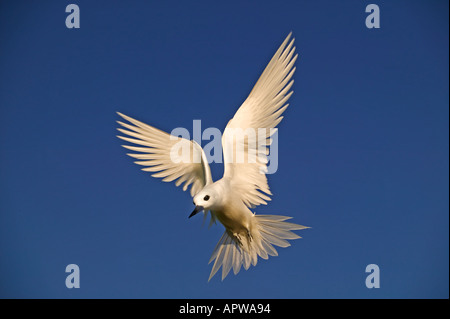 White fairy tern Gygis alba Seychelles Dist Tropical islands and oceans worldwide Stock Photo