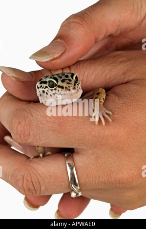 Leopard Gecko Eublepharis macularius Pet being held in owners hand Dist Asia India Iraq Afghanistan Pakistan Stock Photo