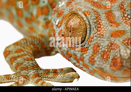 Tokay gecko Gekko gecko Dist South East Asia Stock Photo