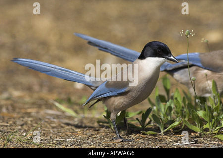 azure-winged magpie (Cyanopica cyana), azure-winged magpie feeding on the ground, Spain, Andalusia