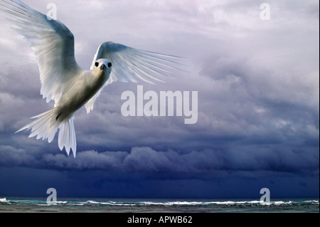 Storm clouds over ocean with white fairy tern Gygis alba Bird Island Seychelles Digitally modified image Stock Photo