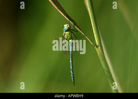 Male Green Hawker (Aeshna viridis). Stock Photo