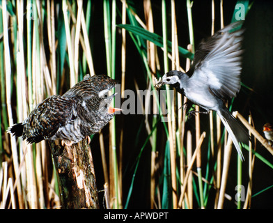 bergeronnette et coucou Pied Wagtail and begging young Common Cuckoo Motocilla alba Cuculus canorus adult animal animal communic Stock Photo