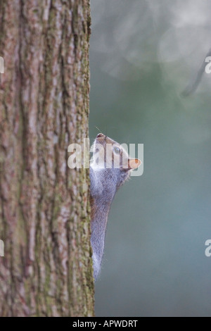 grey squirrel Stock Photo