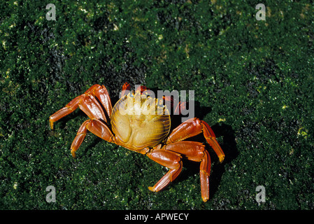 crabe galapagos Scharlachrote Felsenkrabbe Sally Lightfoot Crab Grapsus grapsus animals Arthropoda arthropods Augen Crabe zayapa