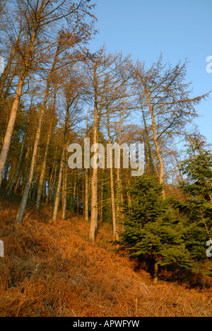 Japanese Larch trees Larix kaempferi Stock Photo