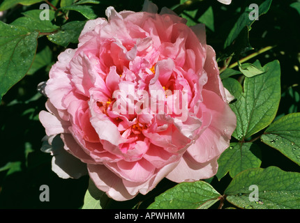 Paeonia tender pink ruffles last drops of morning dew evaporate in the morning sun Stock Photo