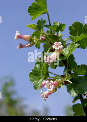 Wax currant (Ribes cereum var. inebrians) Stock Photo