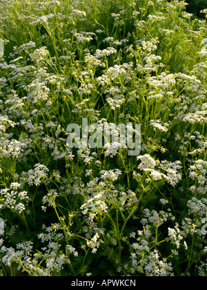 Caraway (Carum carvi) Stock Photo