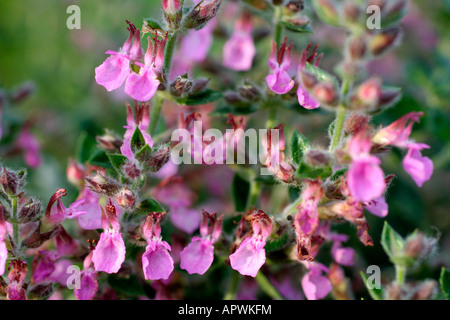TEUCRIUM CHAMAEDRYS WALL GERMANDER IN LATE AUGUST Stock Photo