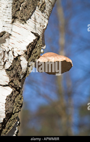 Bracket fungus on silver birch tree Stock Photo - Alamy
