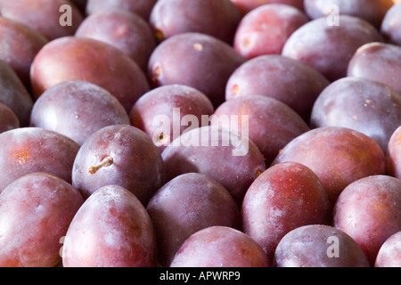 Plums Prunus Stock Photo