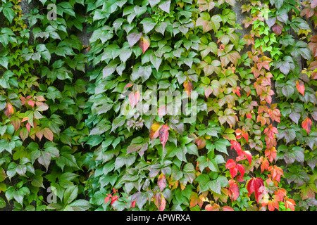 Virginia creeper in autumn Parthenocissus quinquefolia Stock Photo