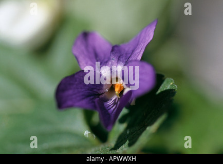 Viola odorata purple veined small and haughty how dare you look at me this way Stock Photo