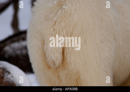 polar bear Ursus maritimus tail 1002 coastal plain of the Arctic National Wildlife Refuge Alaska Stock Photo